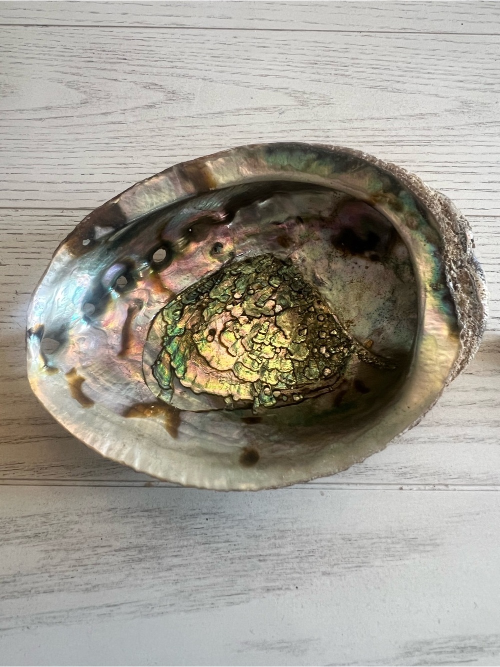 Medium Iridescent Abalone Shell Decorative Bowl 5”
